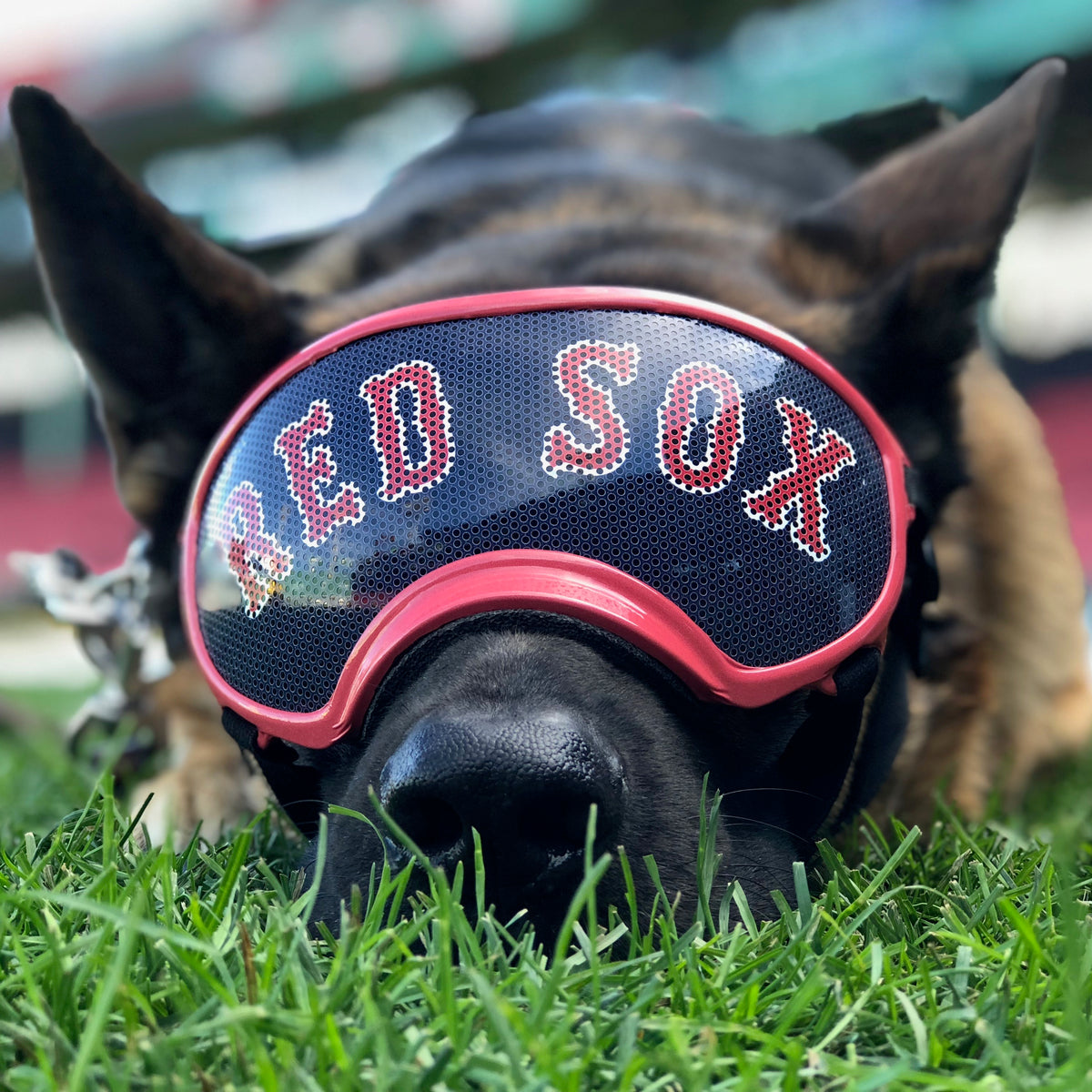 Red Sox Groundskeeper and K9 Guardian Angel Rex Specs