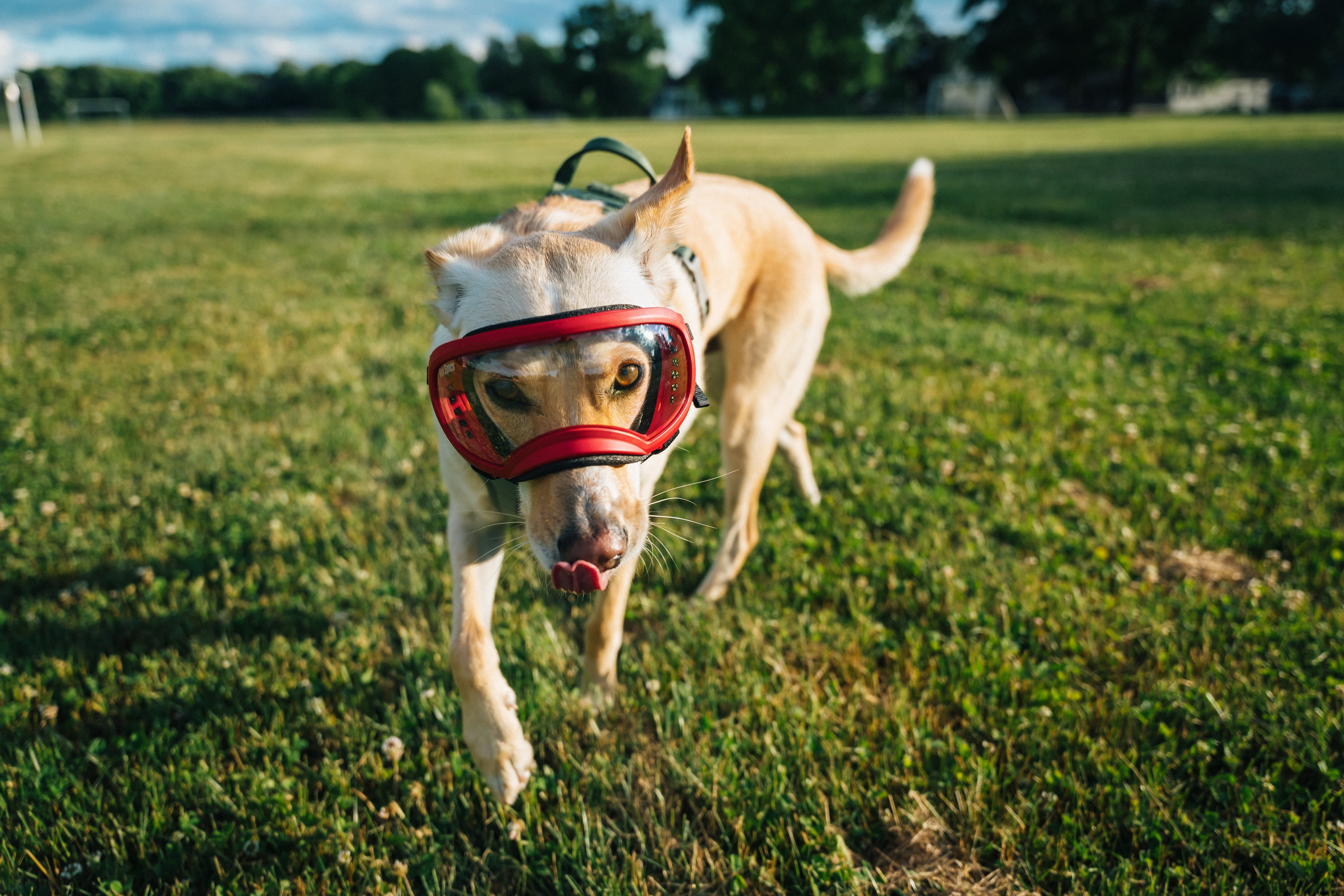 Questions about your Dog s Eye Health Answered Rex Specs