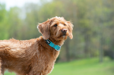 Hearing Loss In Dogs: Understanding Canine Deafness