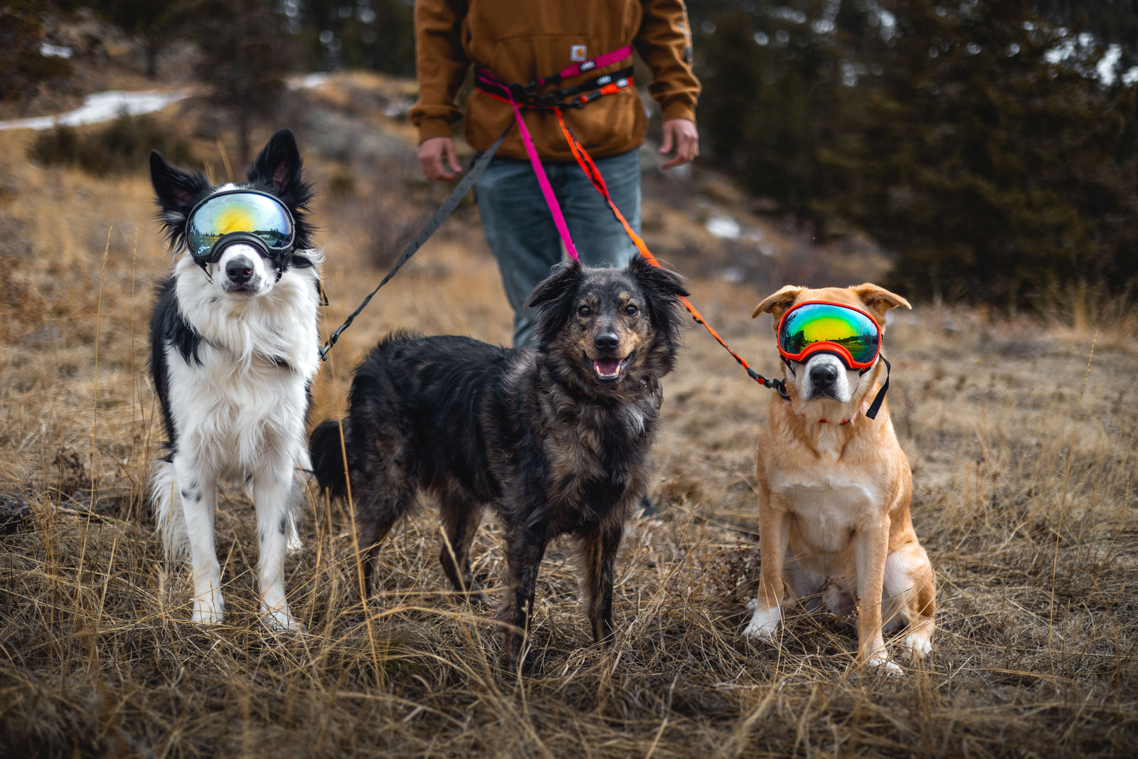 Sun Exposure Can Damage Your Dog’s Eyesight