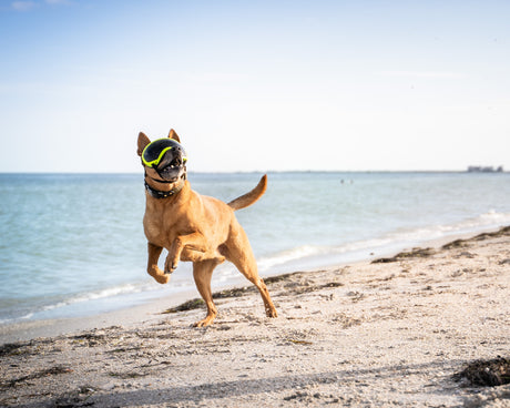 Expert Tips for Taking Action Photos of your Dog