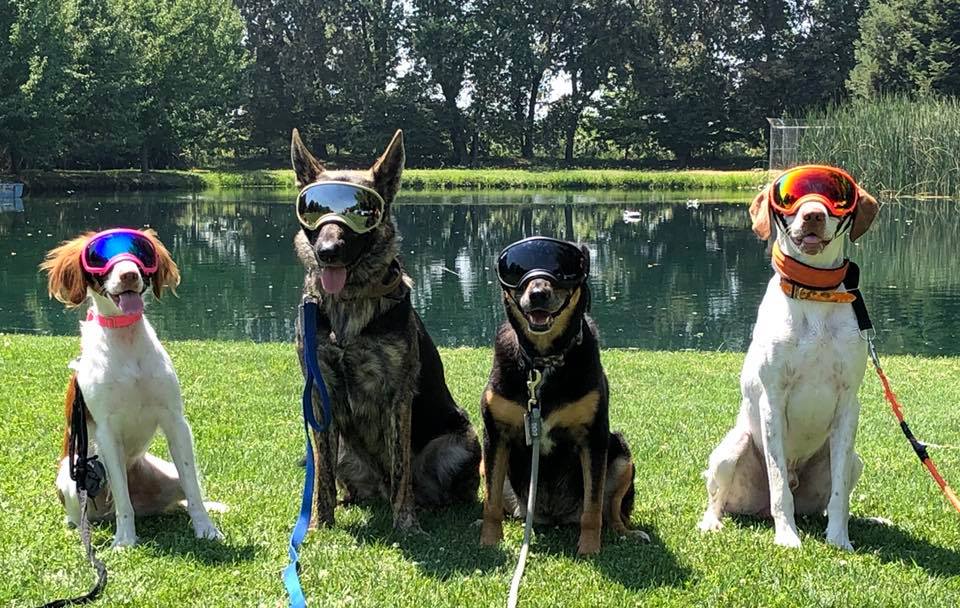 Four dogs pose in front of a pond while wearing Rex Specs dog goggles