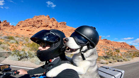 Dog wearing Rex Specs dog goggles on the back of a motorcycle.