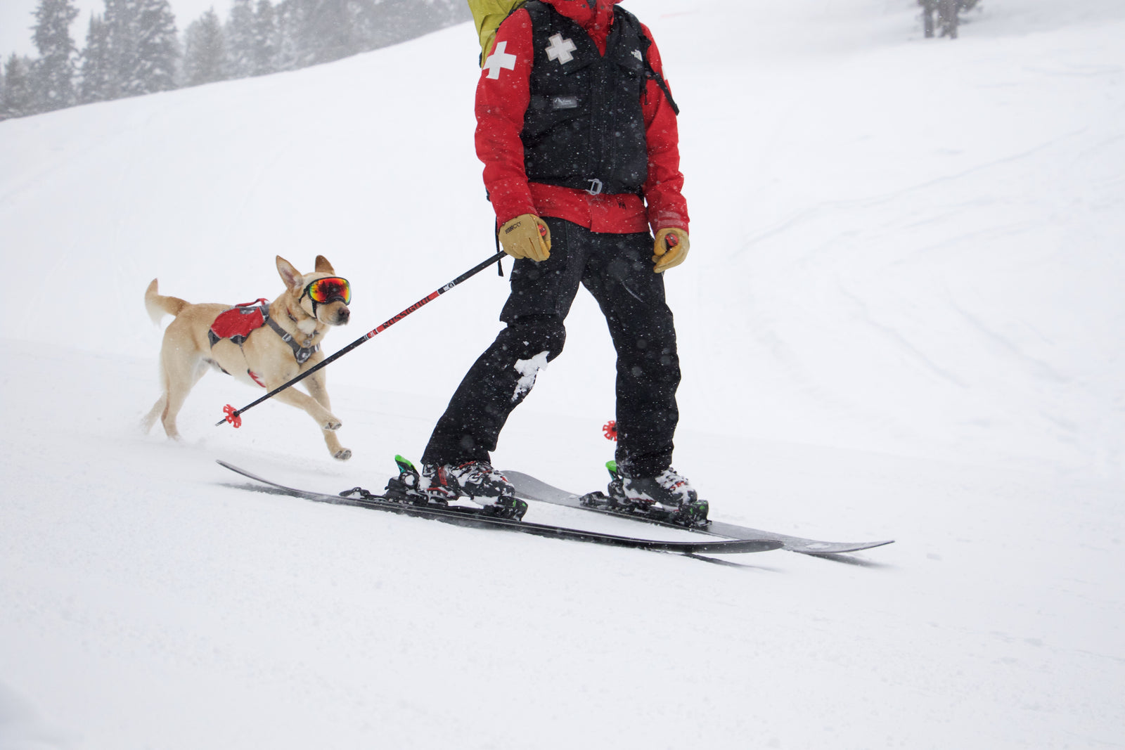 Dog in Rex Specs dog goggles chasing after a ski patroller skiing down the mountain.