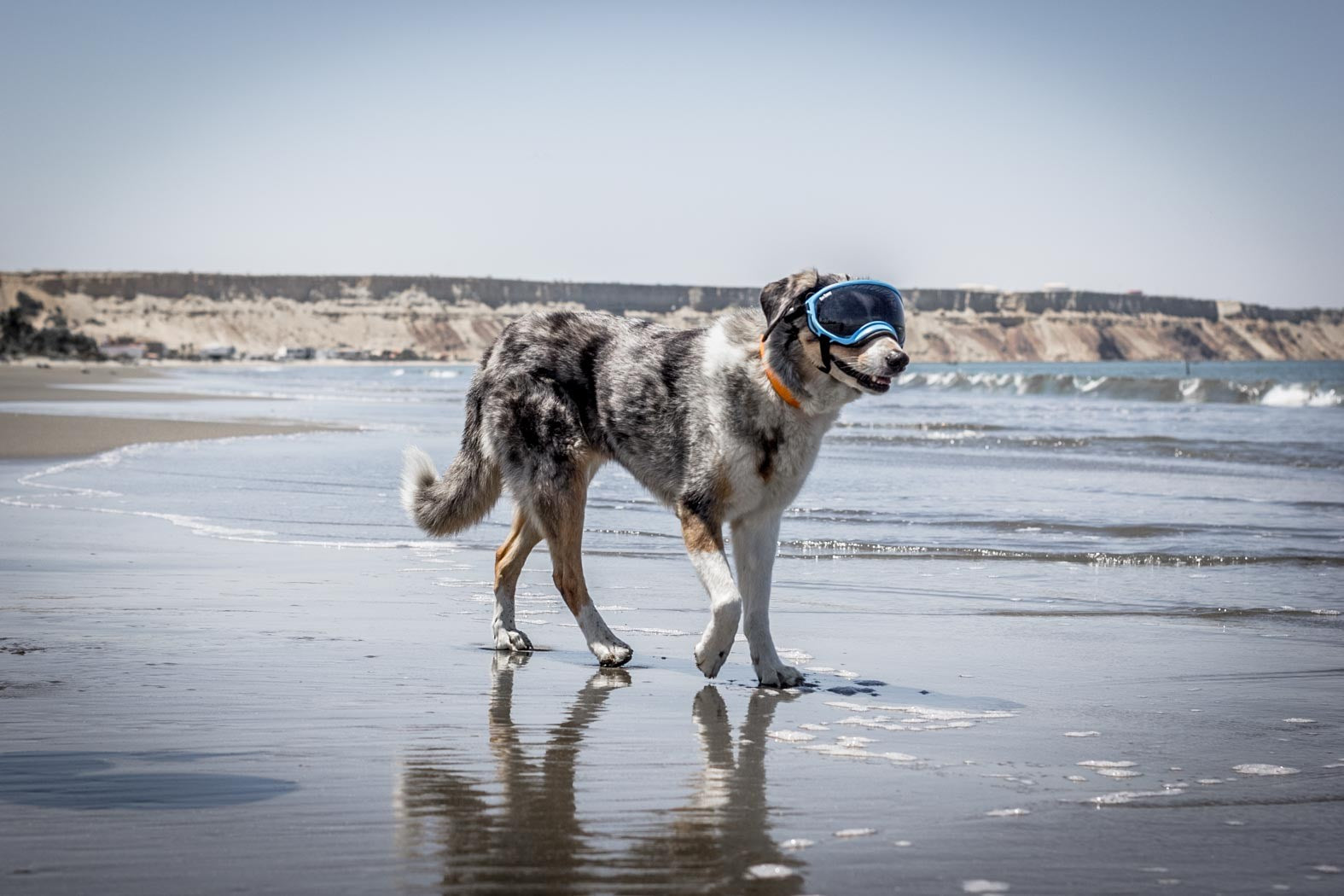 Border Collie stands on the shore of a sandy beach while wearing Rex Specs dog goggles