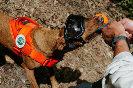 Conservation Dog wearing Rex Specs Dog Goggles playing Tug of War