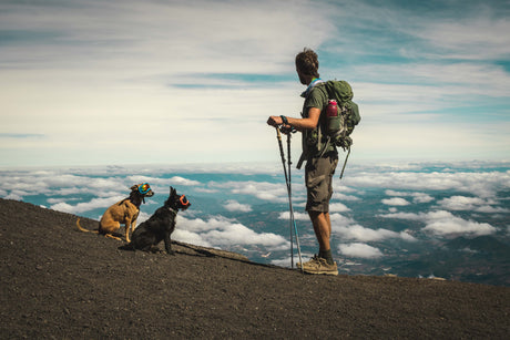 Two dogs standing next to their human on a mountain above the clouds.