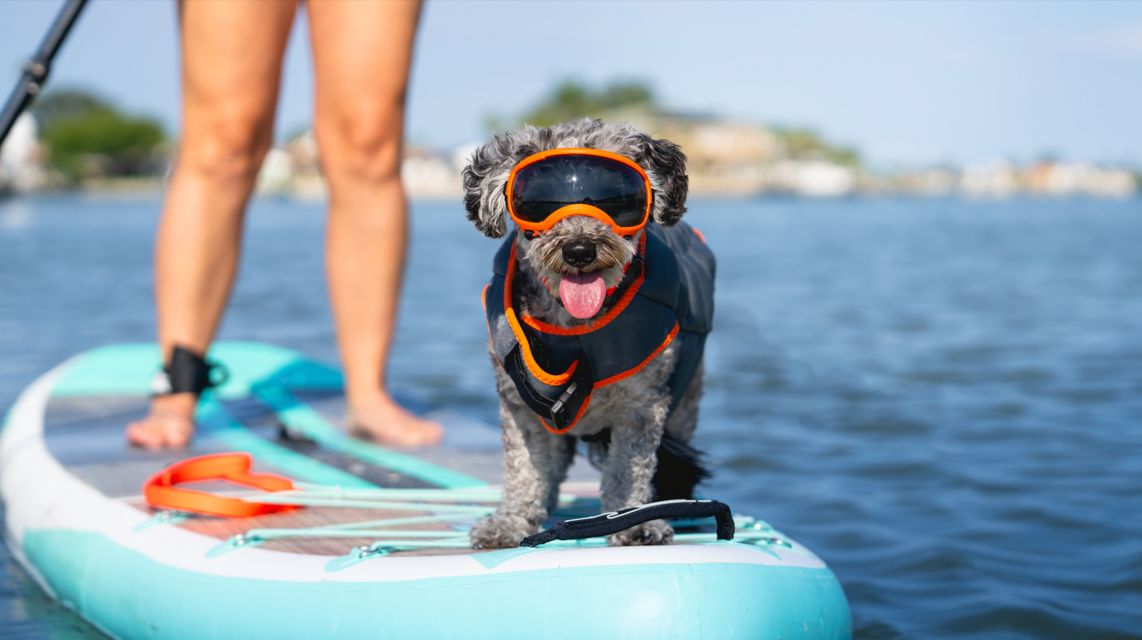 SUP Pups: Tips for Stand Up Paddle Boarding with Your Dog