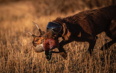 From the Field: Why Hunting Dogs are Wearing Eye Protection