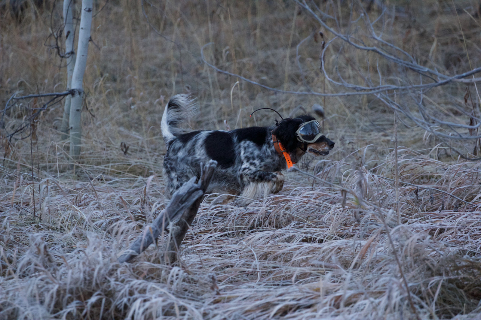 Hunting dog running through a field wearing Rex Specs