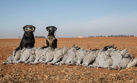 Two black lab dogs in Rex Specs dog goggles standing in a field while Sandhill Crane Hunting