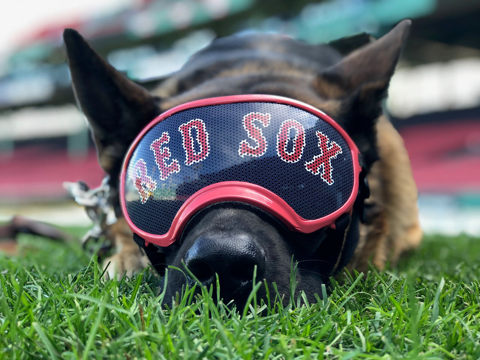 German Shepherd wearing Rex Specs dog goggles with a Red Sox Sticker