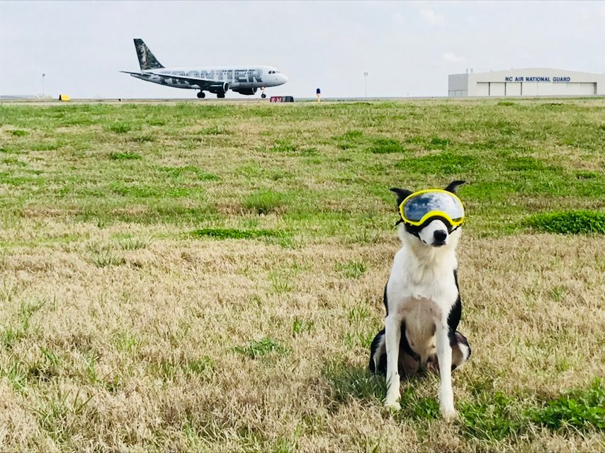 Dog posing in grassy field at an airport wearing Rex Specs dog goggles