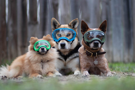 Three dogs wearing Rex Specs dog goggles.