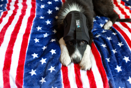 Keeping Your Dog Safe and Secure on July 4th