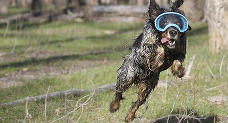 Dog jumping for object while wearing Rex Specs Dog Goggles