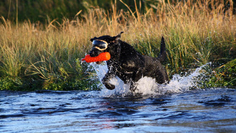 Hunting dog practicing retrieving wearing Rex Specs Dog Goggles