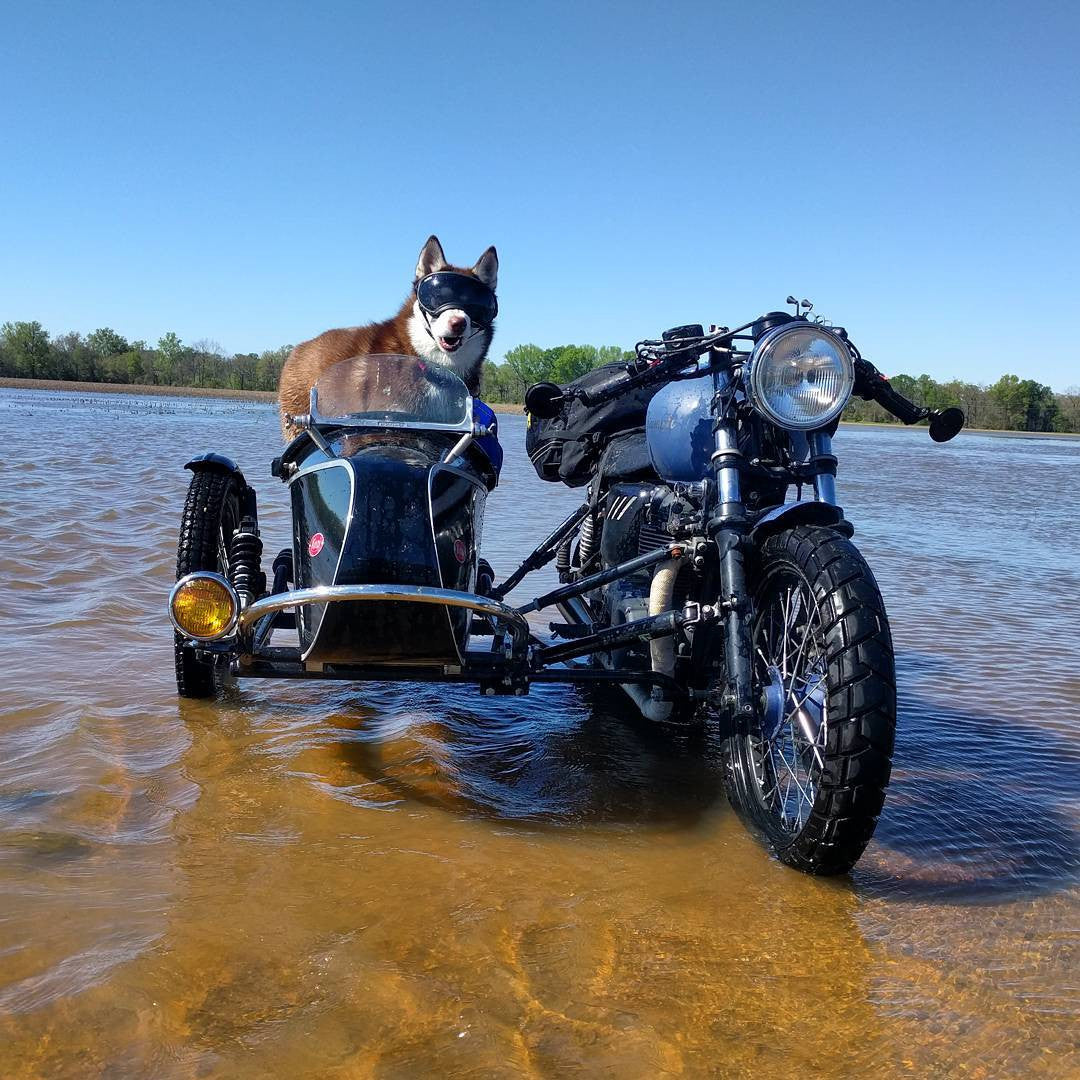 Husky wearing Rex Specs Dog Goggles in a sidecar motorcycle