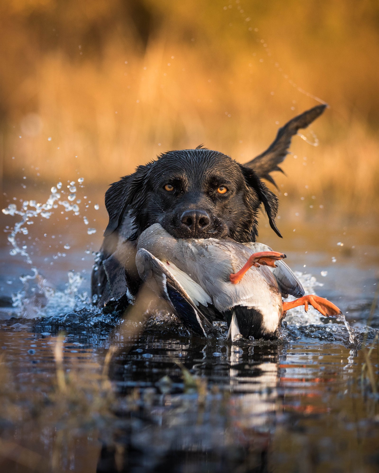 Black Lab carrying a duck through the water while hunting.