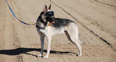 Dog posing wearing Rex Specs Dog Goggles