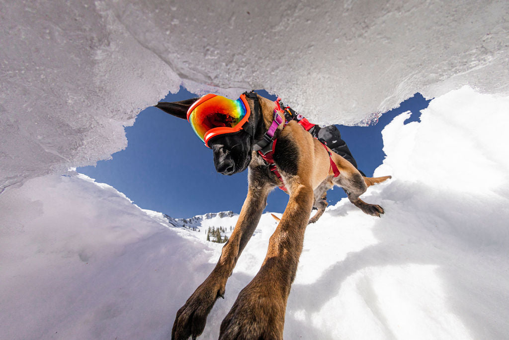 Training Palisades Tahoe Newest Avalanche Dog