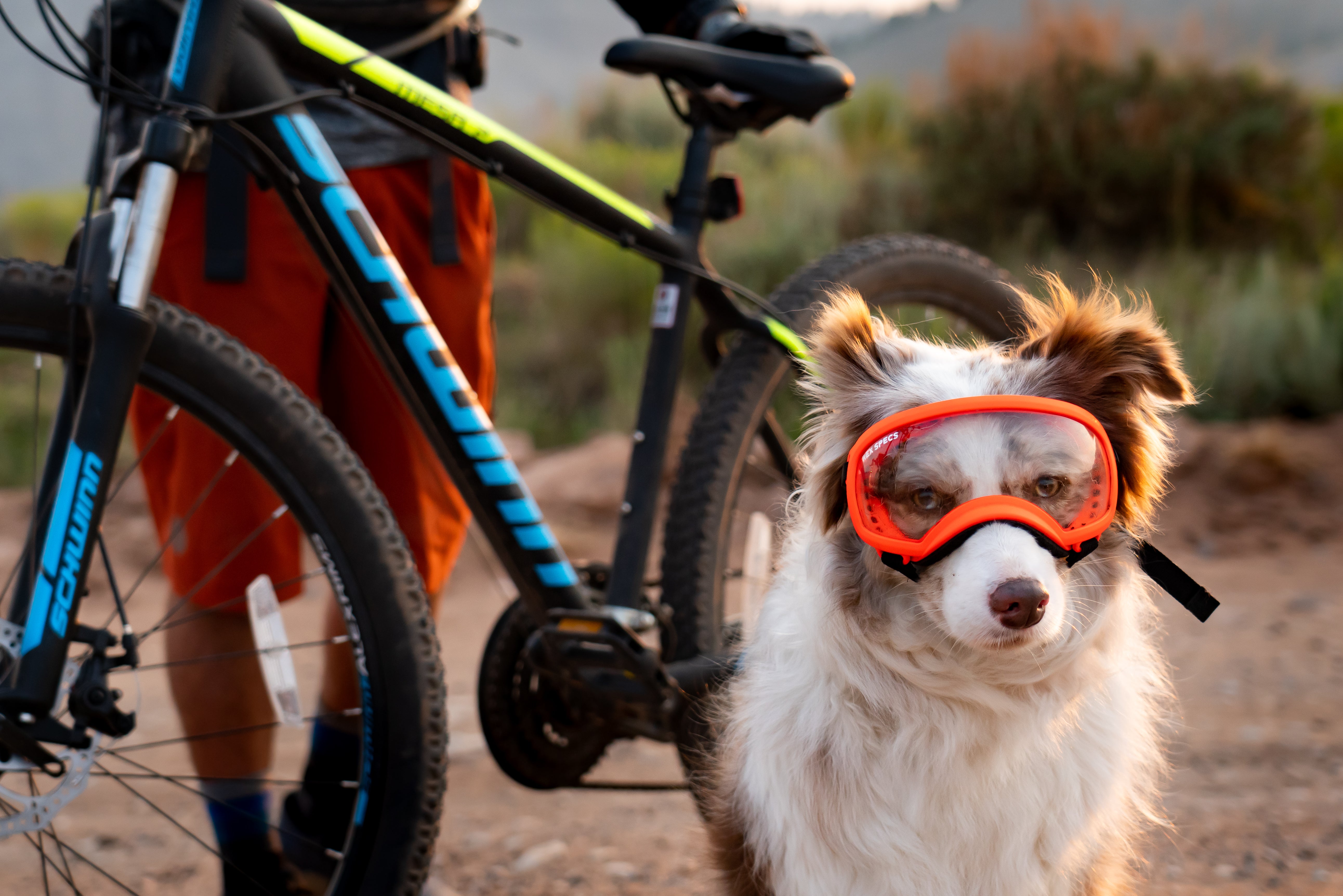 Fashion dog breeds for mountain biking