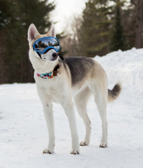 Dog posing in their Rex Specs Dog Goggles on the snow