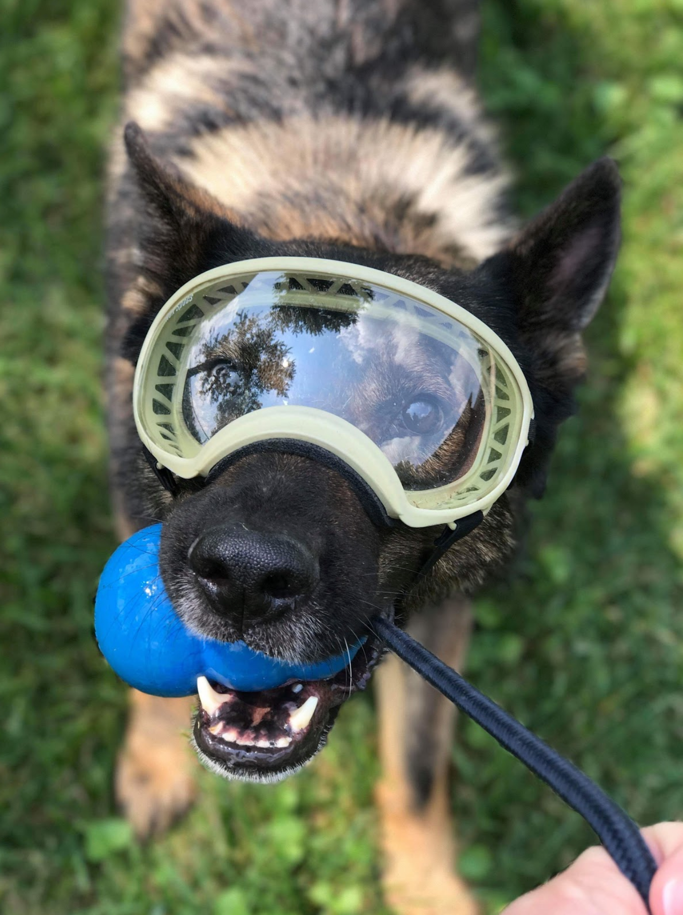 German Shepherd smiles while wearing Rex Specs dog goggles