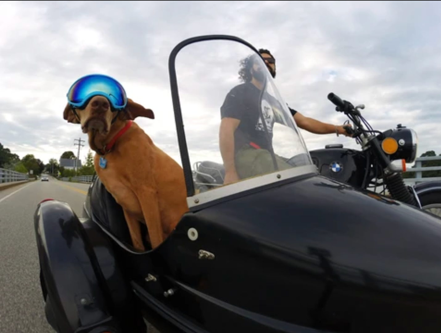 Dog wearing Rex Specs Dog Goggles in a motorcycle side car