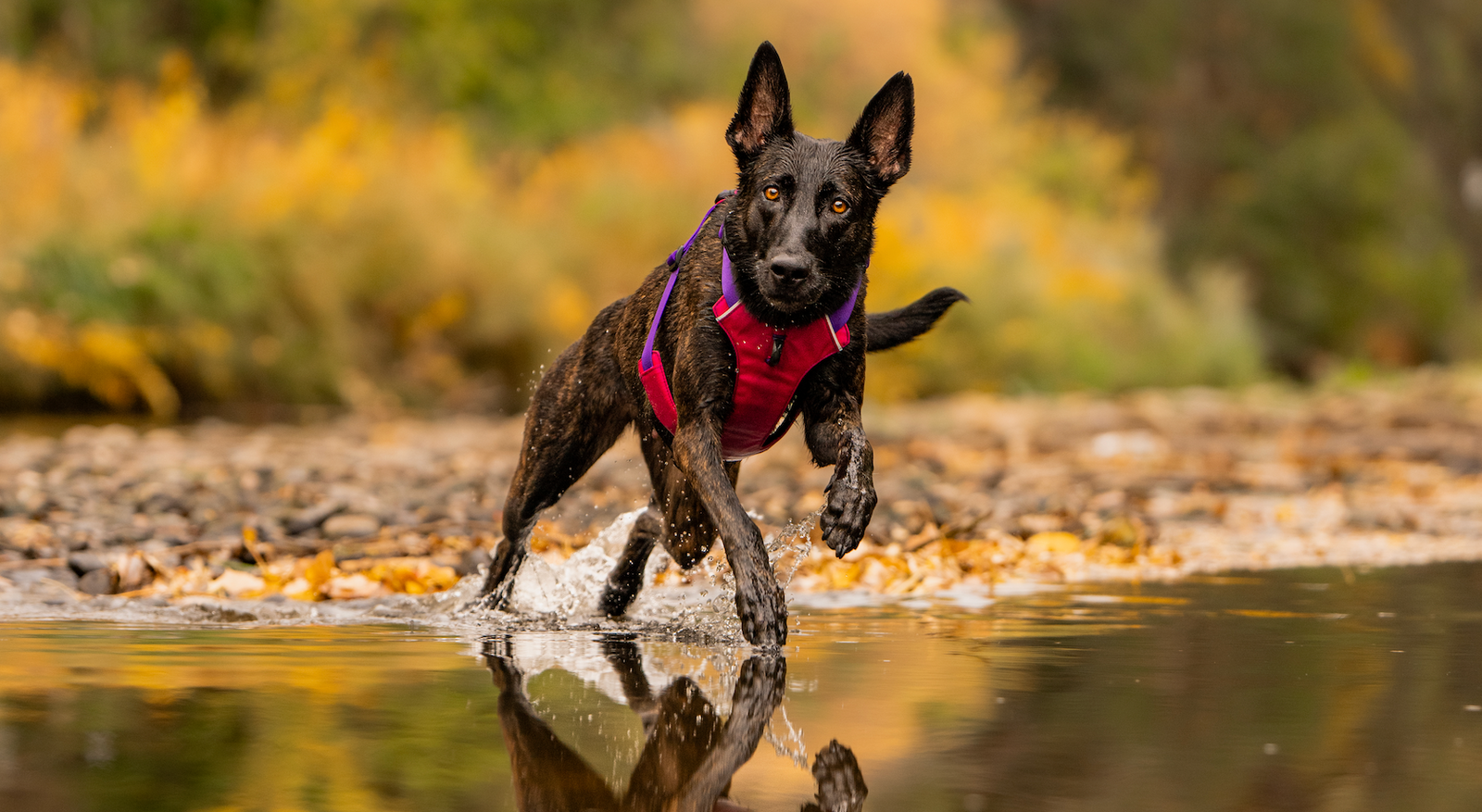 Built for the Long Haul: Meet the Trailhead Harness