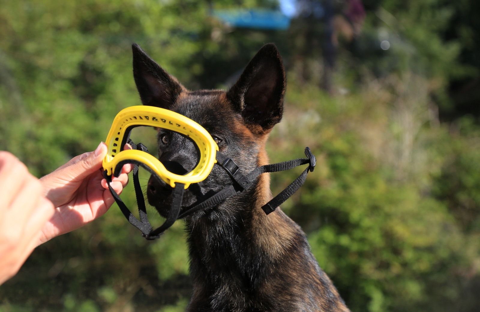 Eyes on the Prize: Training Your Dog to Love their Rex Specs Goggles