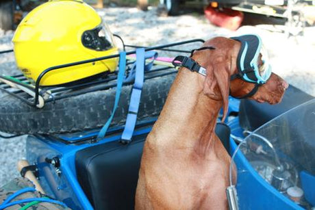 Dog wearing Rex Specs Dog Goggles posing in a motorcycle sidecar