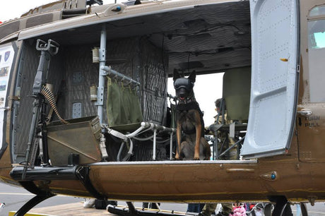 German Shepherd wearing Rex Specs Dog Goggles posing on a military helicopter