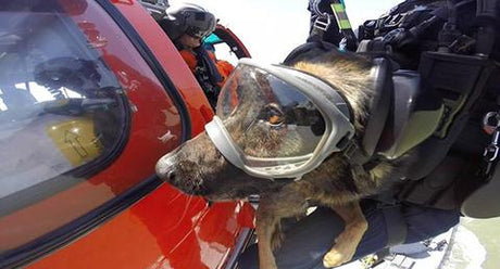 Military K9 wearing Rex Specs Dog Goggles