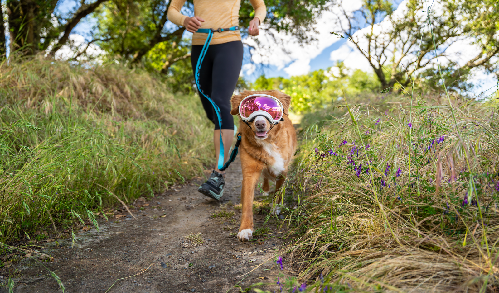 Which Leash and Collar Are Right For Your Dog?