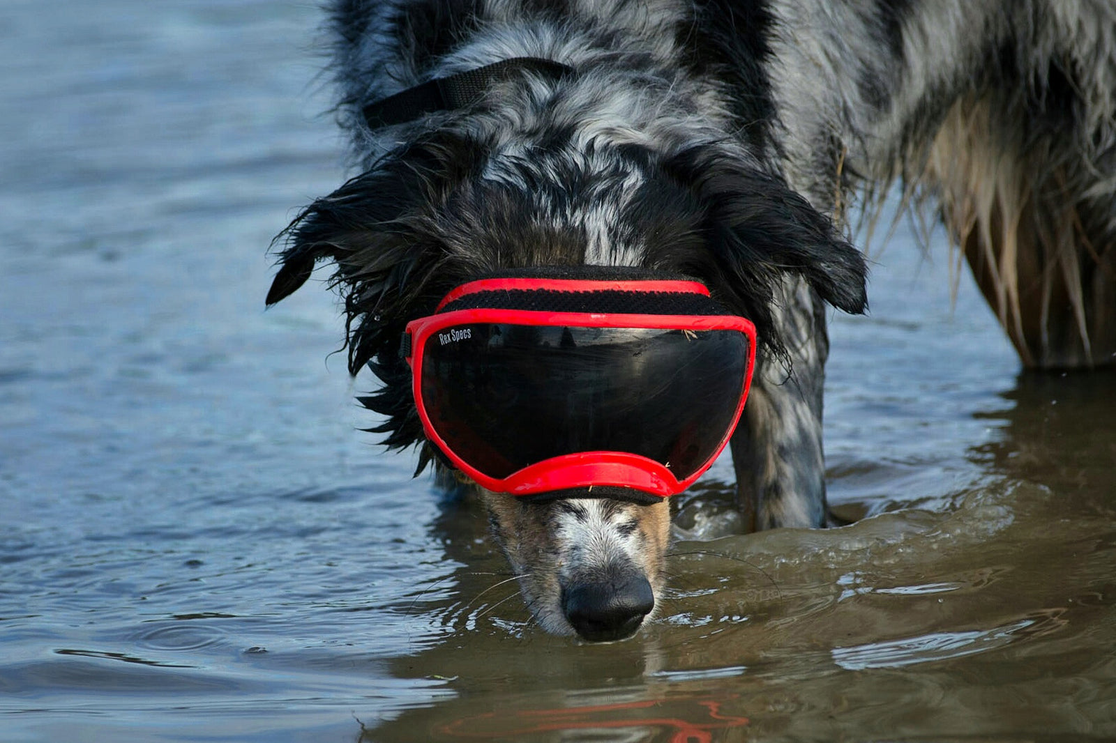 Australian Shepherd smiles in the water with red Rex Specs dog goggles on