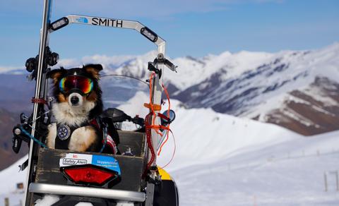 Avalanche dog sits in the back of a snowmobile on a mountain in Rex Specs dog goggles