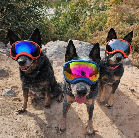 Australian Cattle Dogs in Rex Specs Dog Goggles on a hike