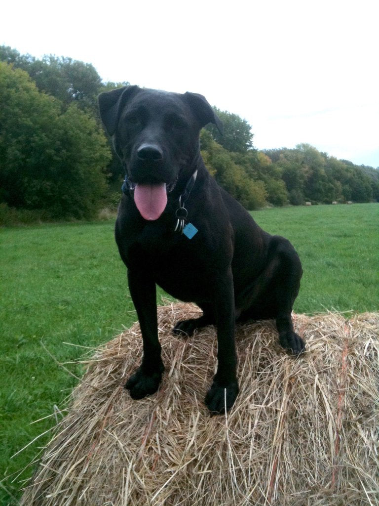 Black lab sitting on hay bale smiles at camera