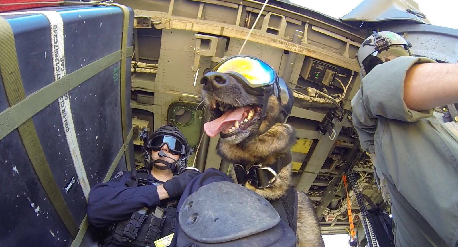 USCG Working K9 in aircraft while wearing Rex Specs Dog Goggles