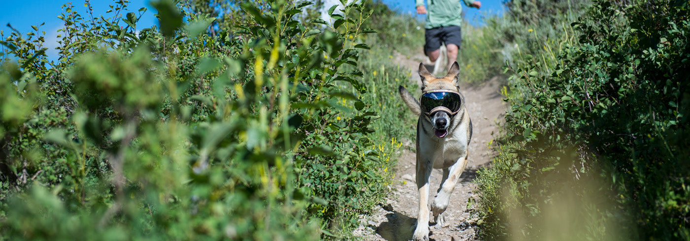 German Shepherd in Rex Specs Dog Goggles running on a trail