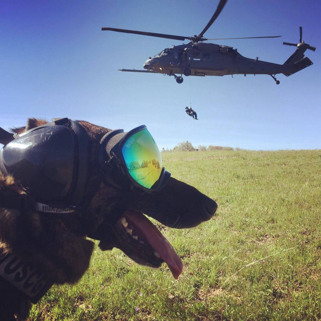 Working German Shepherd Military K9 USCG posing next to helicopter in Rex Specs Dog Goggles