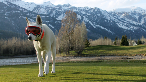 Dog wearing Rex Specs Dog Goggles walking with mountains in the background