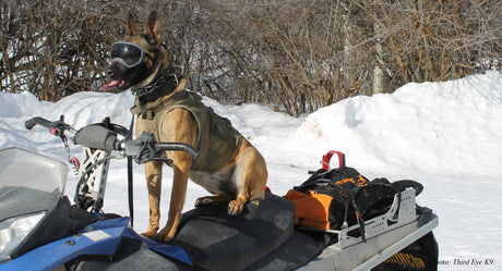 Dog wearing Rex Specs Dog Goggles on the back of a snowmobile