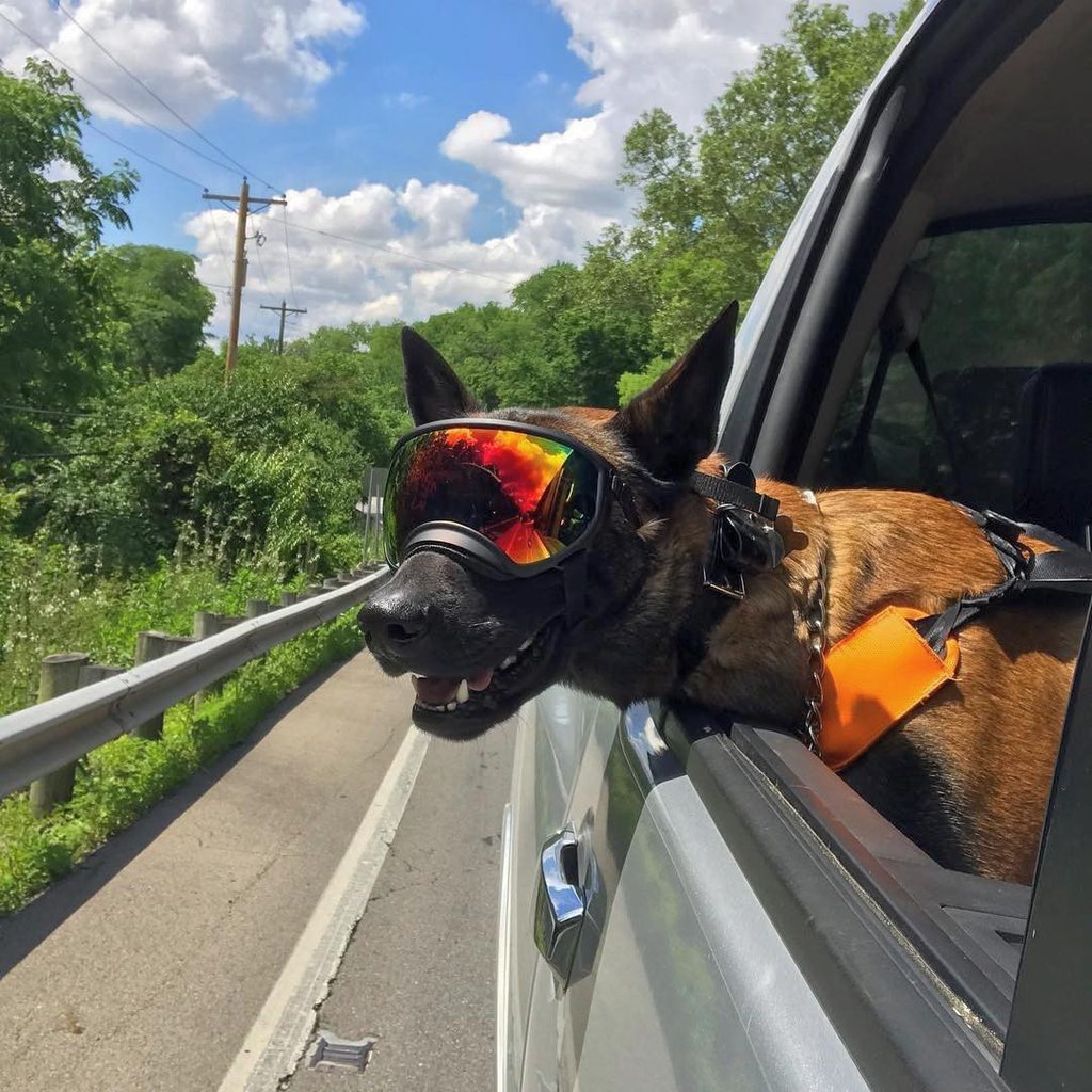 Smiling German Shepherd with Rex Specs Dog Goggles hanging their head out the car window