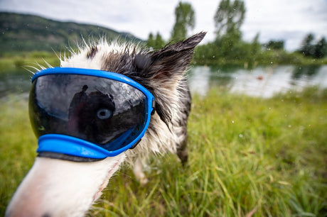 Wet Dog wearing Blue Rex Specs Dog Goggles near the river