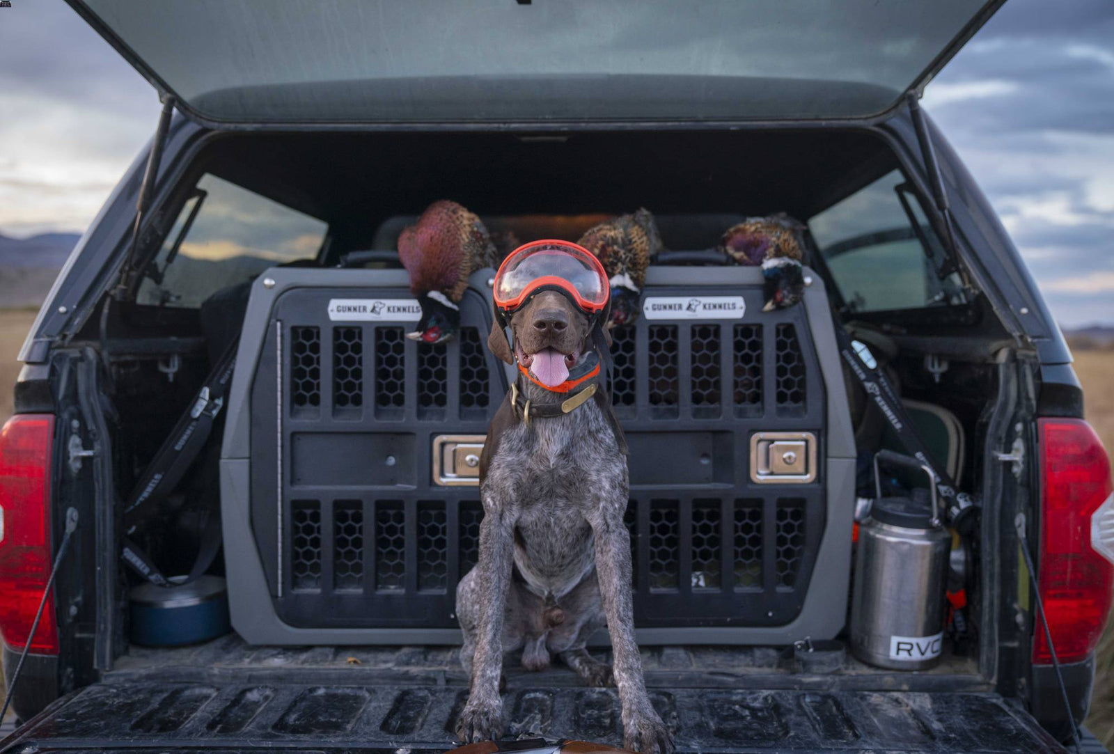 Why Hunting Dogs are Using Rex Specs This Season