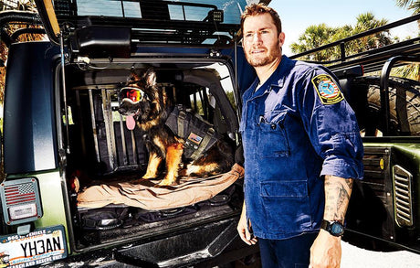 German Shepherd Working K9 poses in the back of a vehicle