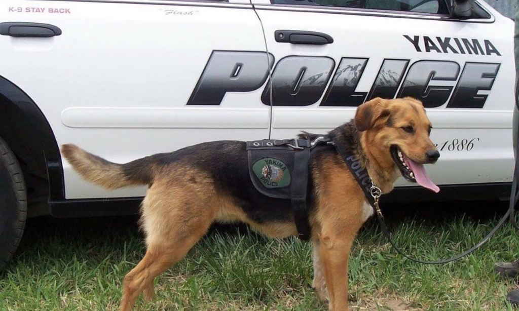 Police K9 Poses in front of Yakima Police Car