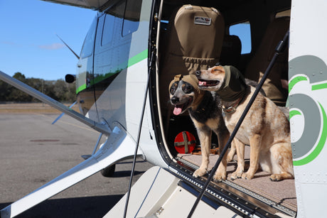 Two Australian Cattle Dogs sitting in a plane wearing Rex Specs Ear Pro